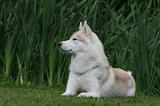 SIBERIAN HUSKY 945